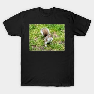 Grey squirrel on some grass T-Shirt